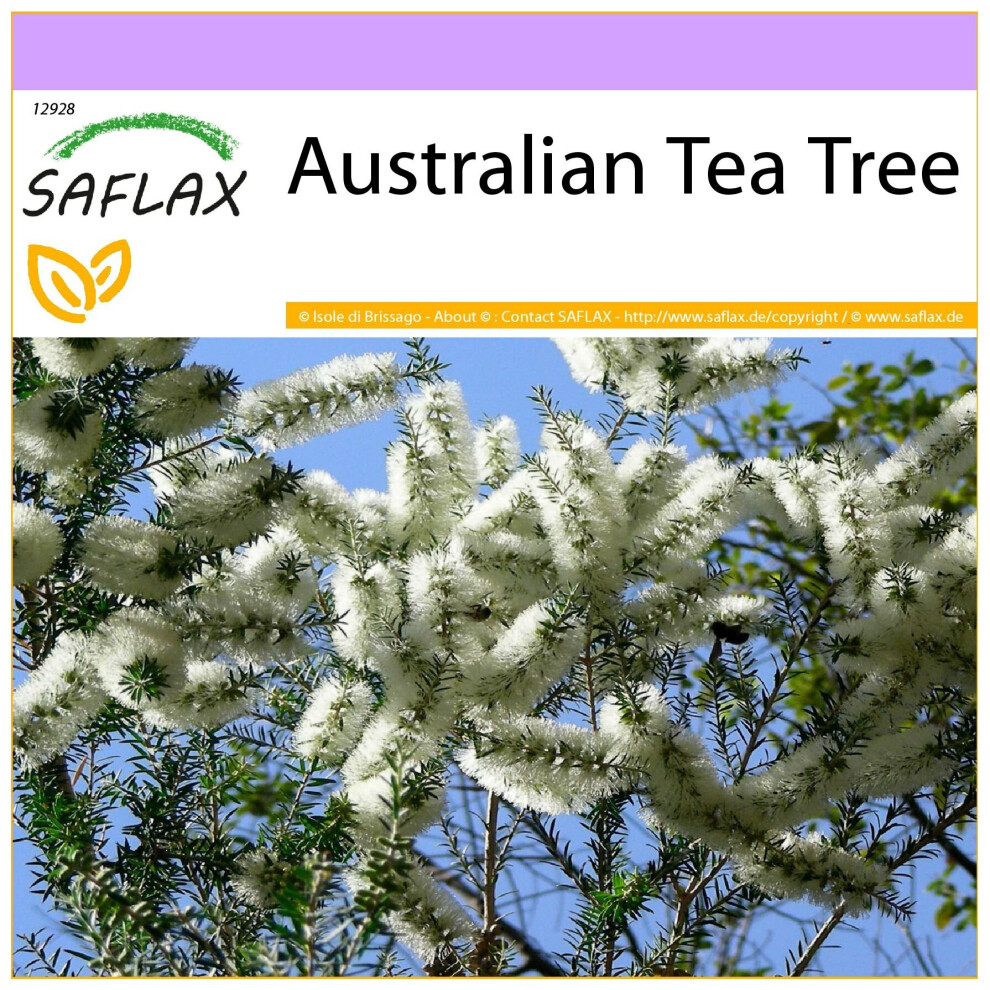 SAFLAX - Australian Tea Tree - 400 seeds  - Melaleuca alternifolia