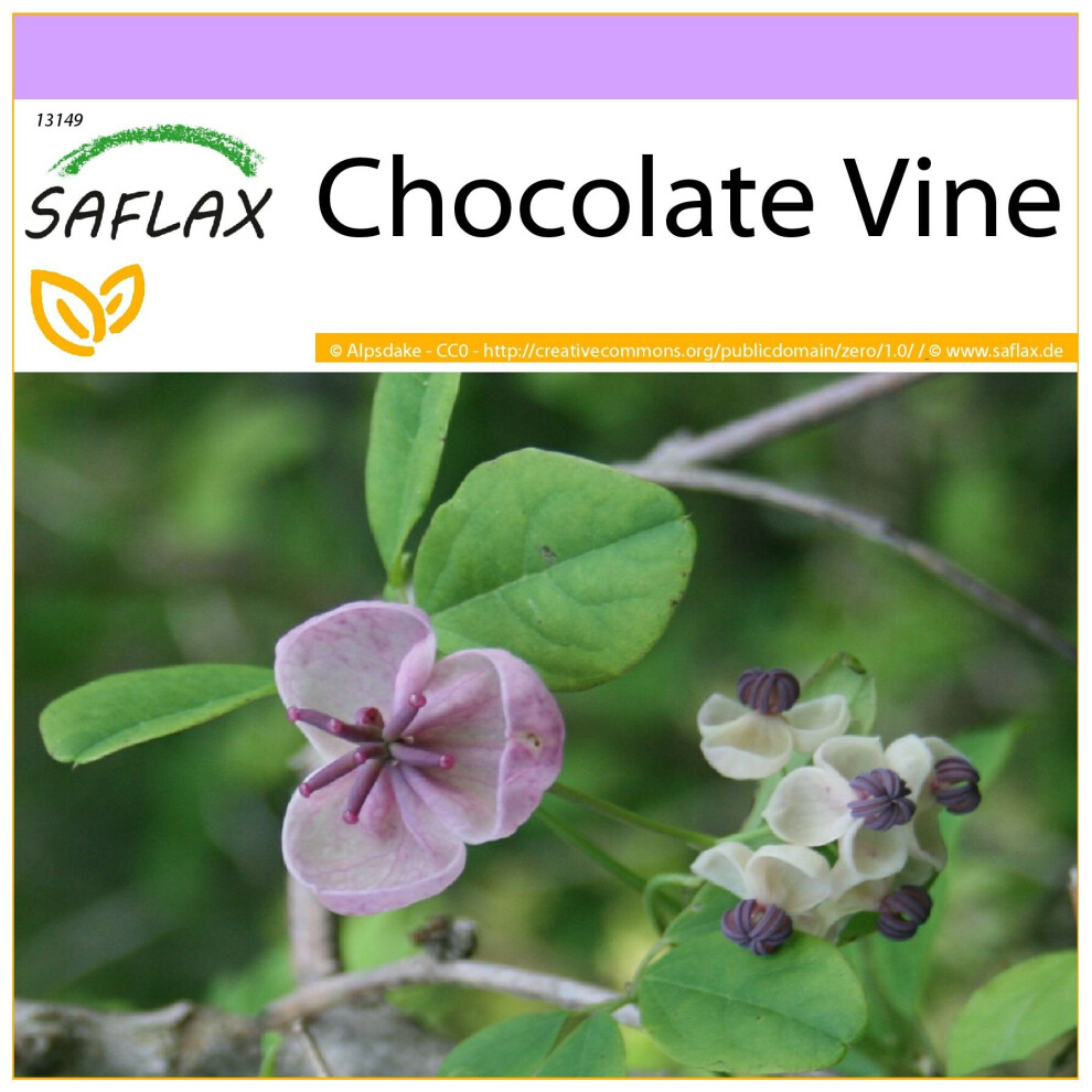 SAFLAX - Chocolate Vine - 10 seeds  - Akebia quinata