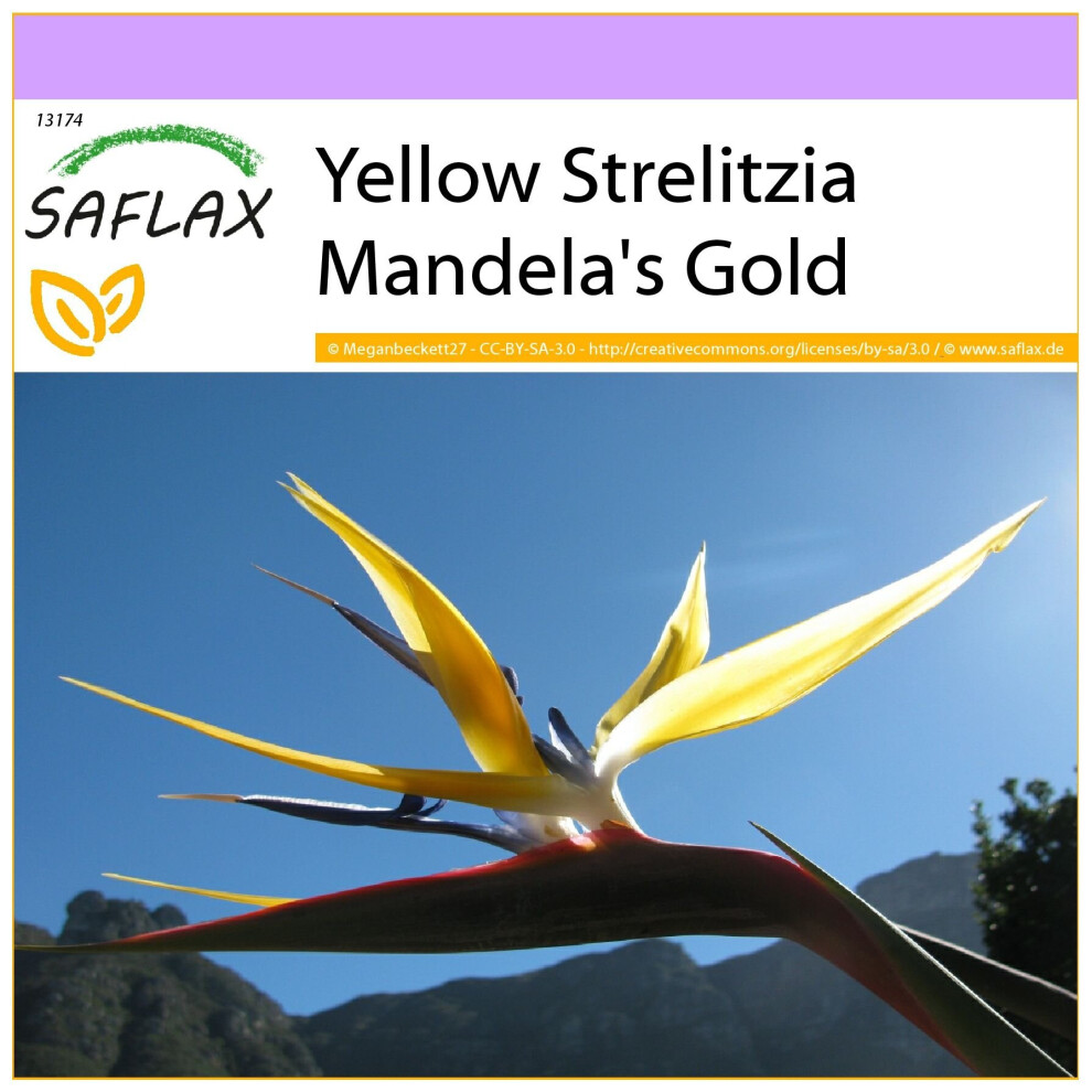 SAFLAX - Yellow Strelitzia Mandela's Gold - 4 seeds  - Strelitzia reginae Yellow