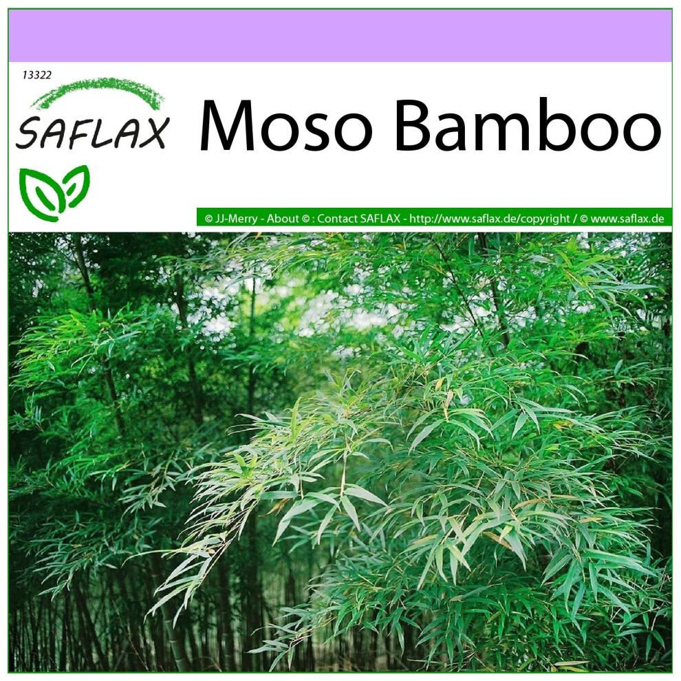 SAFLAX - Moso Bamboo - 20 seeds  - Phyllostachys pubescens