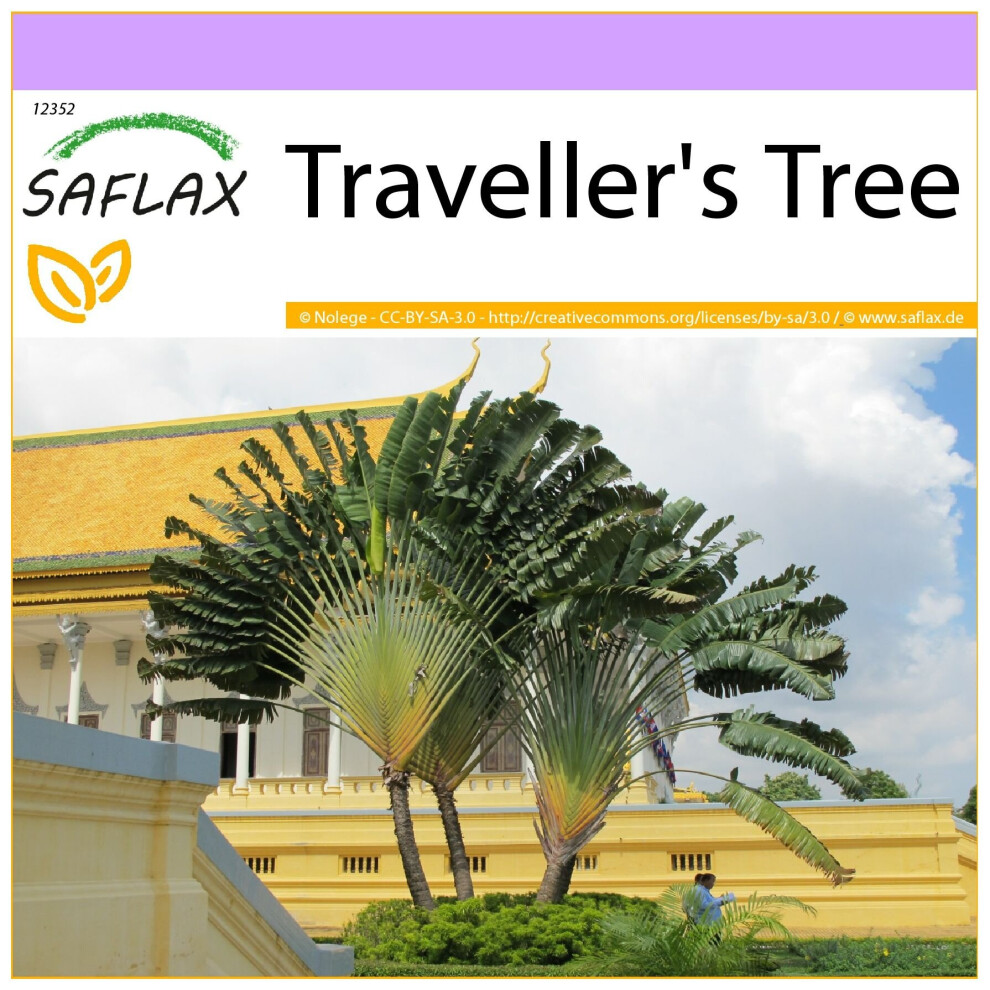 SAFLAX - Traveller's Tree - 8 seeds  - Ravenala madagascariensis