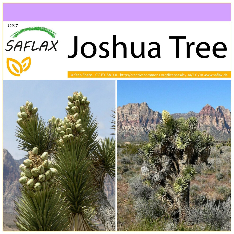 SAFLAX - Joshua Tree - 10 seeds  - Yucca brevifolia