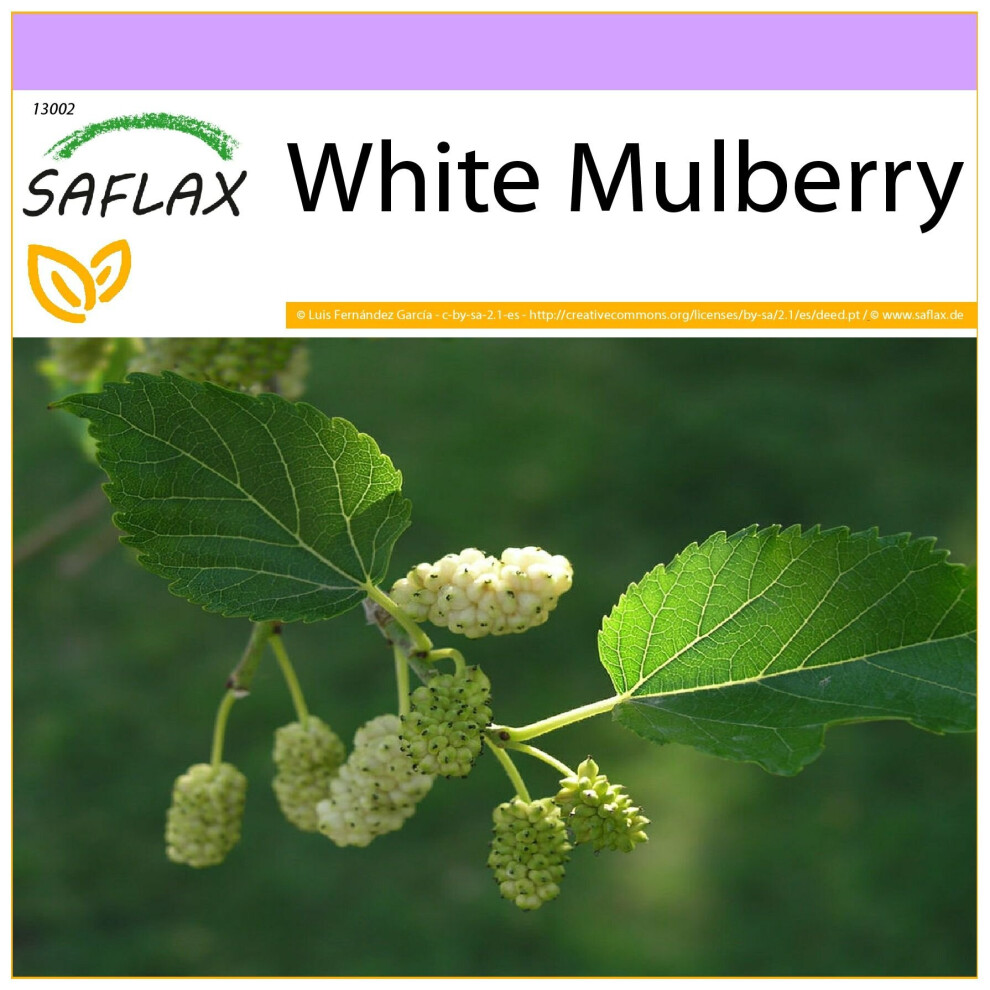 SAFLAX - White Mulberry - 200 seeds  - Morus alba