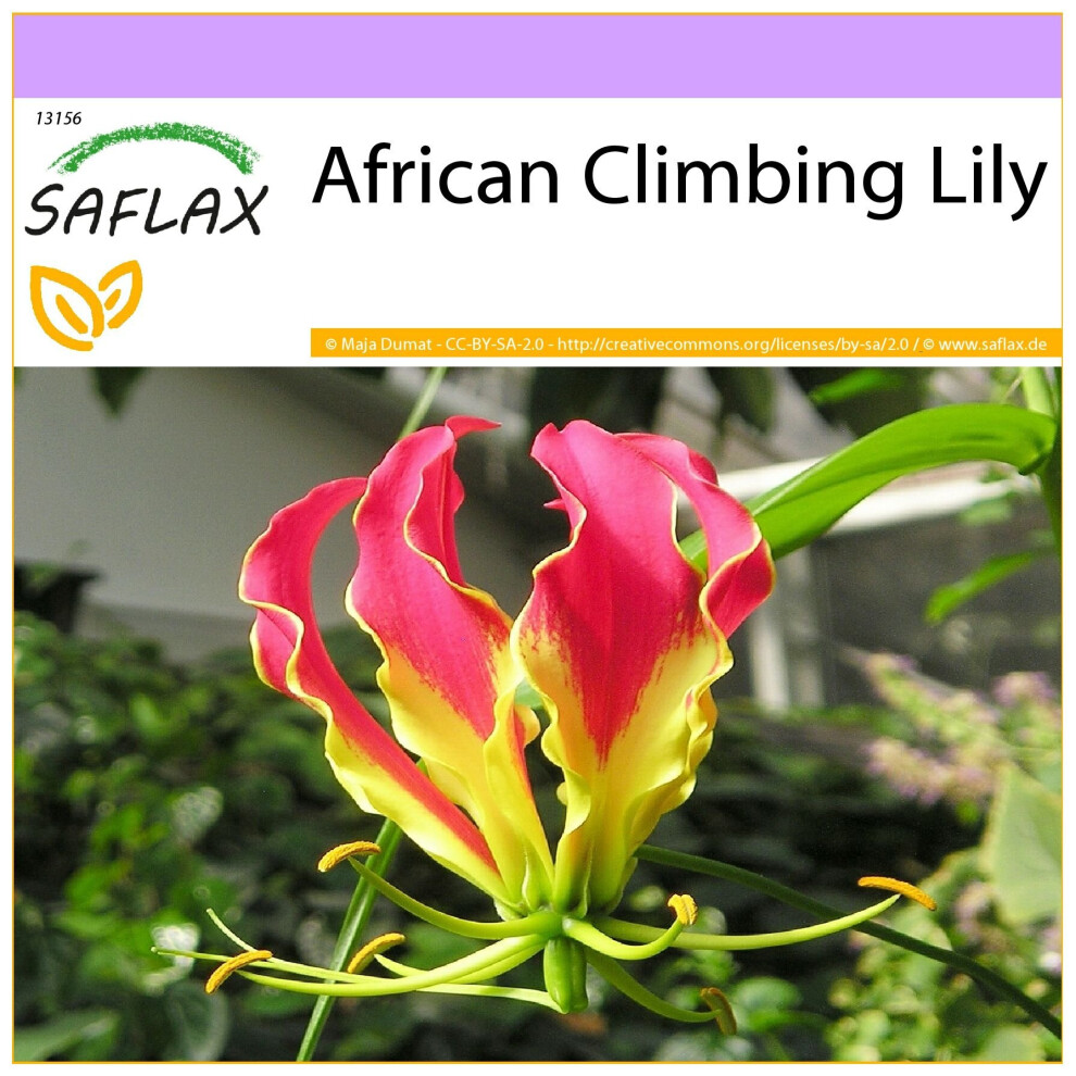 SAFLAX - African Climbing Lily - 15 seeds  - Gloriosa rothschildiana