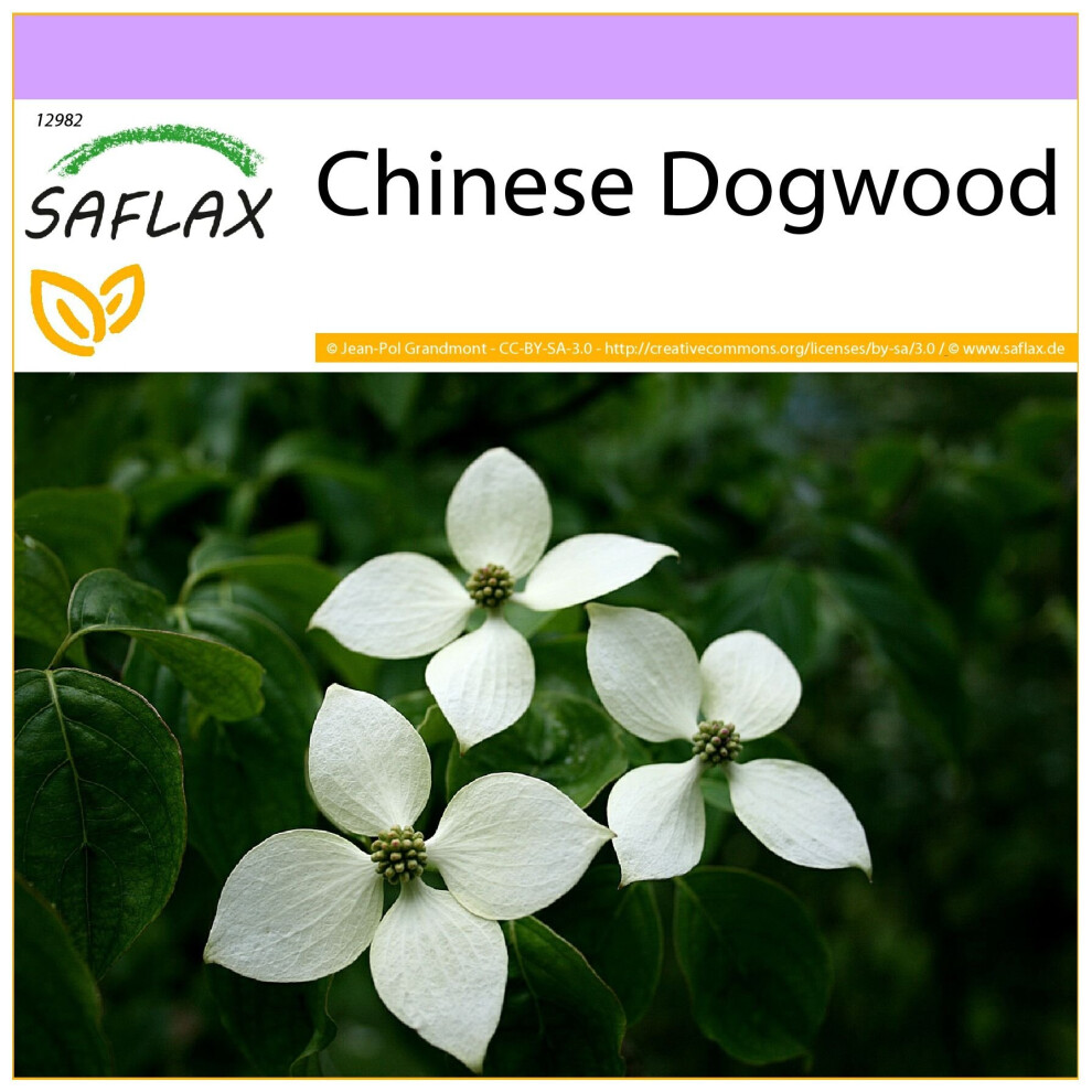 SAFLAX - Chinese Dogwood - 30 seeds  - Cornus kousa var. chinensis