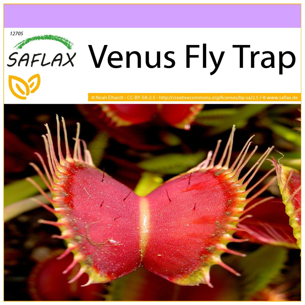 SAFLAX - Venus Fly Trap - 10 seeds  - Dionaea muscipula