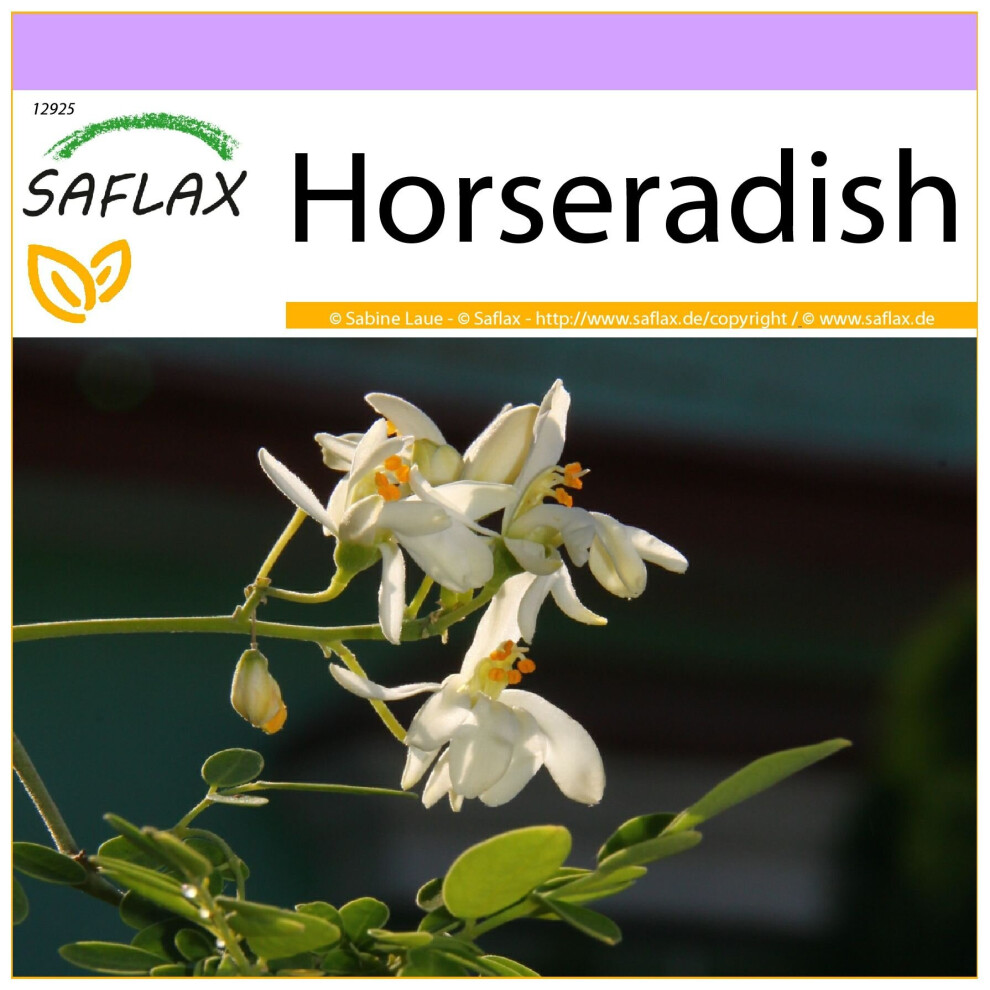 SAFLAX - Horseradish - 10 seeds  - Moringa oleifera