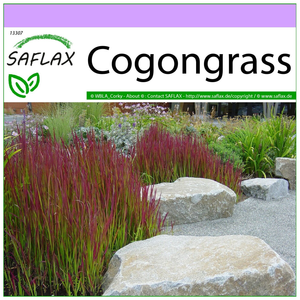 SAFLAX - Cogongrass - 50 Seeds - Imperata Cylindrica