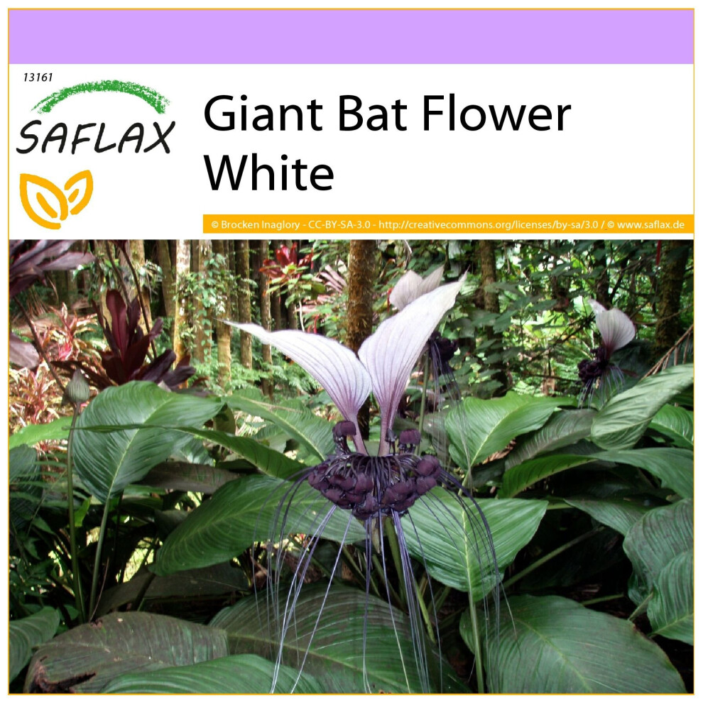 SAFLAX - Giant Bat Flower White - 10 seeds  - Tacca nevia white