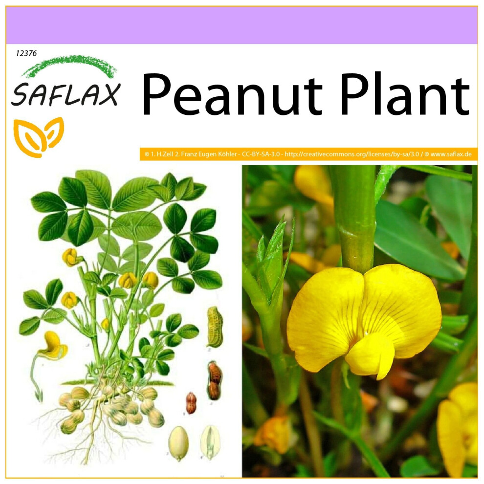 SAFLAX - Peanut Plant - 8 seeds  - Arachis hypogaea