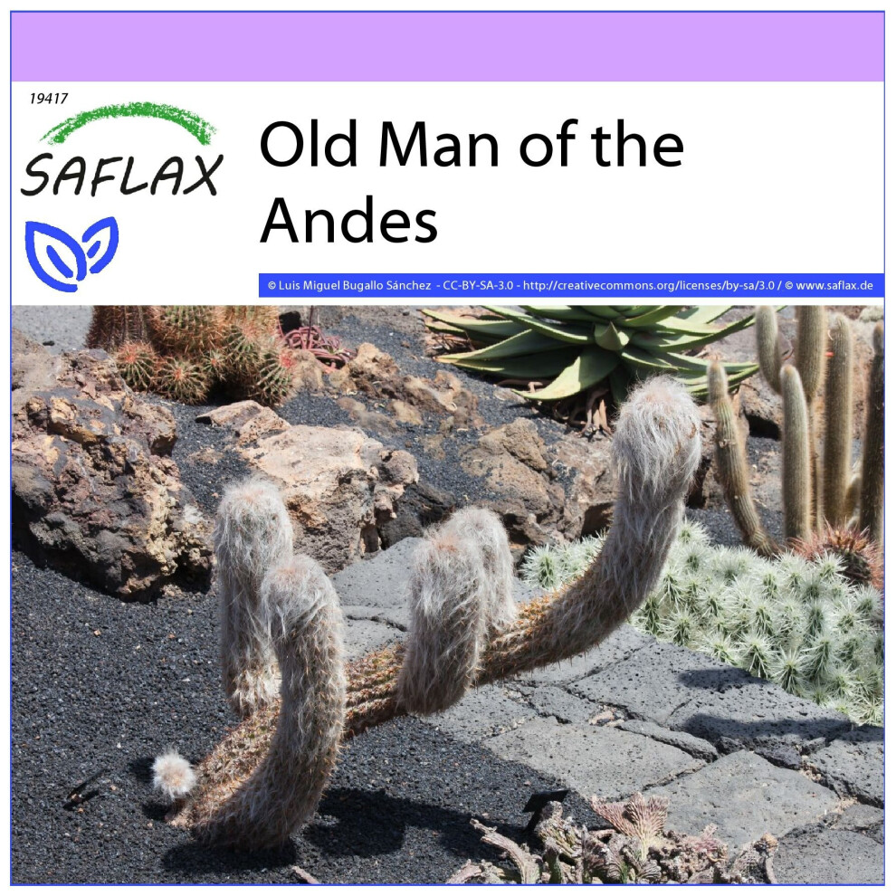 SAFLAX - Old Man of the Andes - 40 seeds  - Oreocereus celsianus