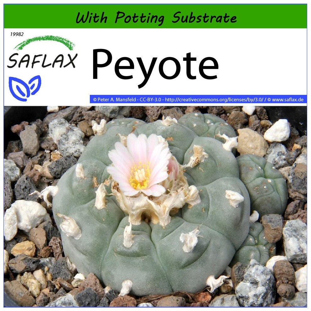 SAFLAX - Peyote - 20 seeds - With potting substrate for better cultivation - Lophophora williamsii