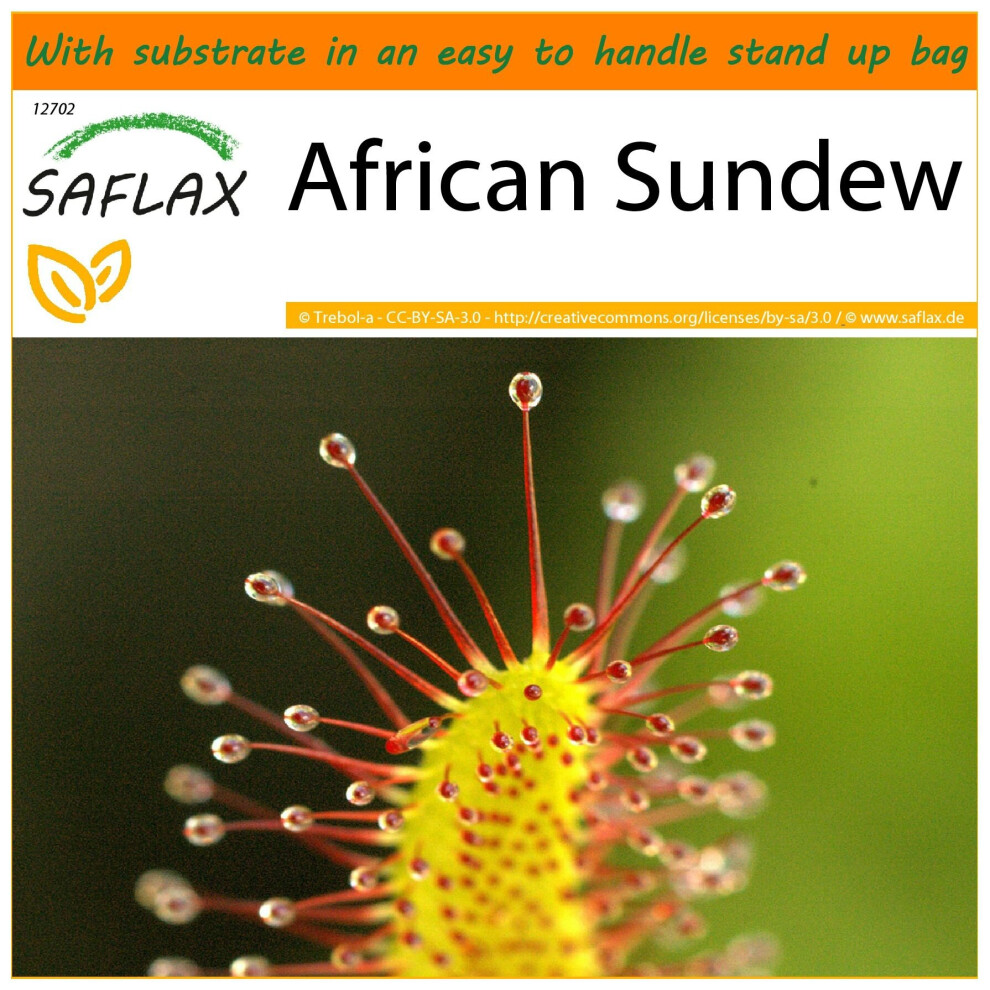 SAFLAX - Garden in the Bag - African Sundew - 200 seeds - With substrate in a fitting stand up bag - Drosera capensis