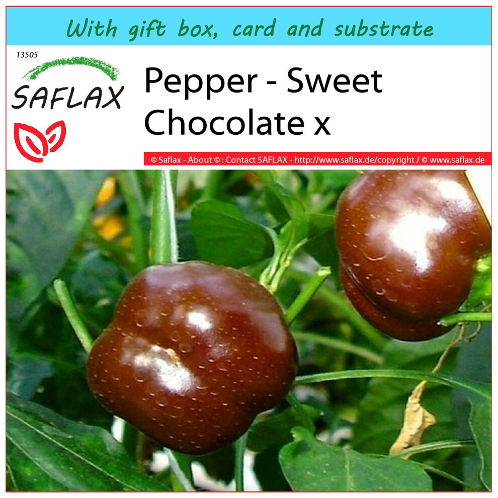 SAFLAX - Gift Set - Pepper - Sweet Chocolate x - 10 seeds - With gift box, card, label and potting substrate - Capsicum annum