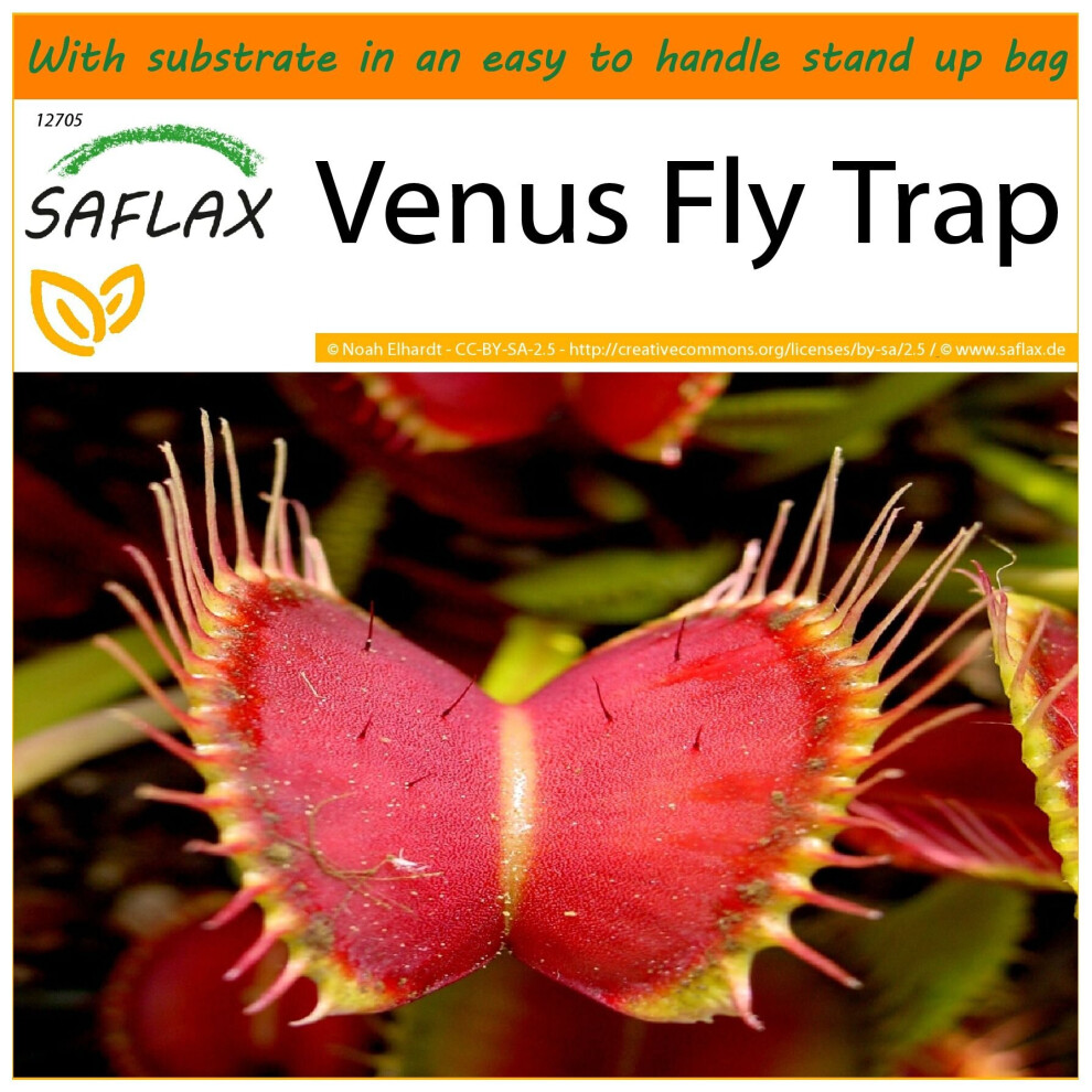 SAFLAX - Garden in the Bag - Venus Fly Trap - 10 seeds - With substrate in a fitting stand up bag - Dionaea muscipula