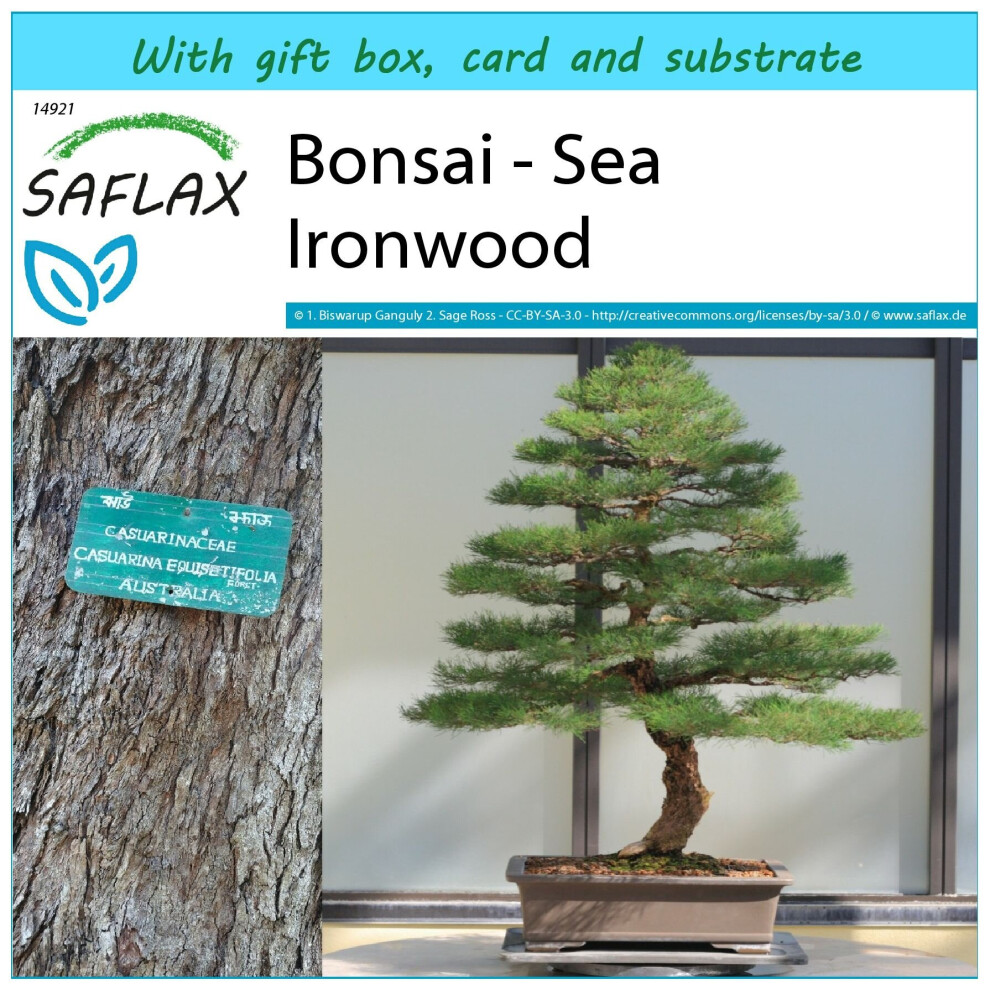 SAFLAX - Gift Set - Bonsai - Sea Ironwood - 200 seeds - With gift box, card, label and potting substrate - Casuarina equisetifolia