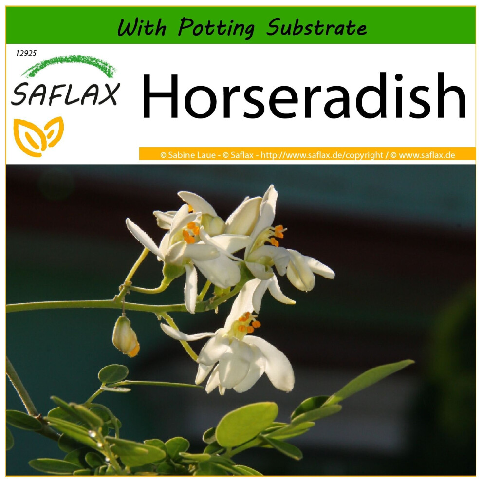 SAFLAX - Horseradish - 10 seeds - With potting substrate for better cultivation - Moringa oleifera