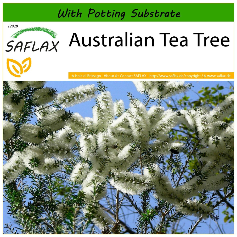 SAFLAX - Australian Tea Tree - 400 seeds - With potting substrate for better cultivation - Melaleuca alternifolia