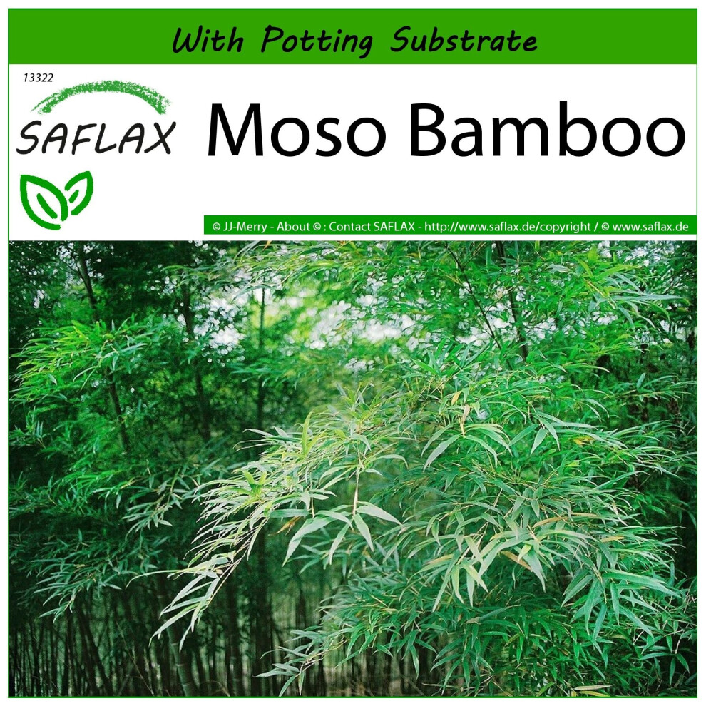 SAFLAX - Moso Bamboo - 20 Seeds - With Potting Substrate For Better Cultivation - Phyllostachys Pubescens