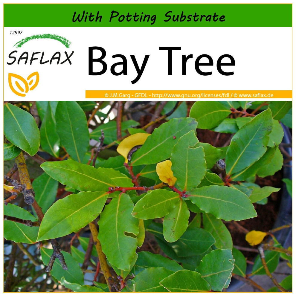 SAFLAX - Bay Tree - 6 seeds - With potting substrate for better cultivation - Laurus nobilis