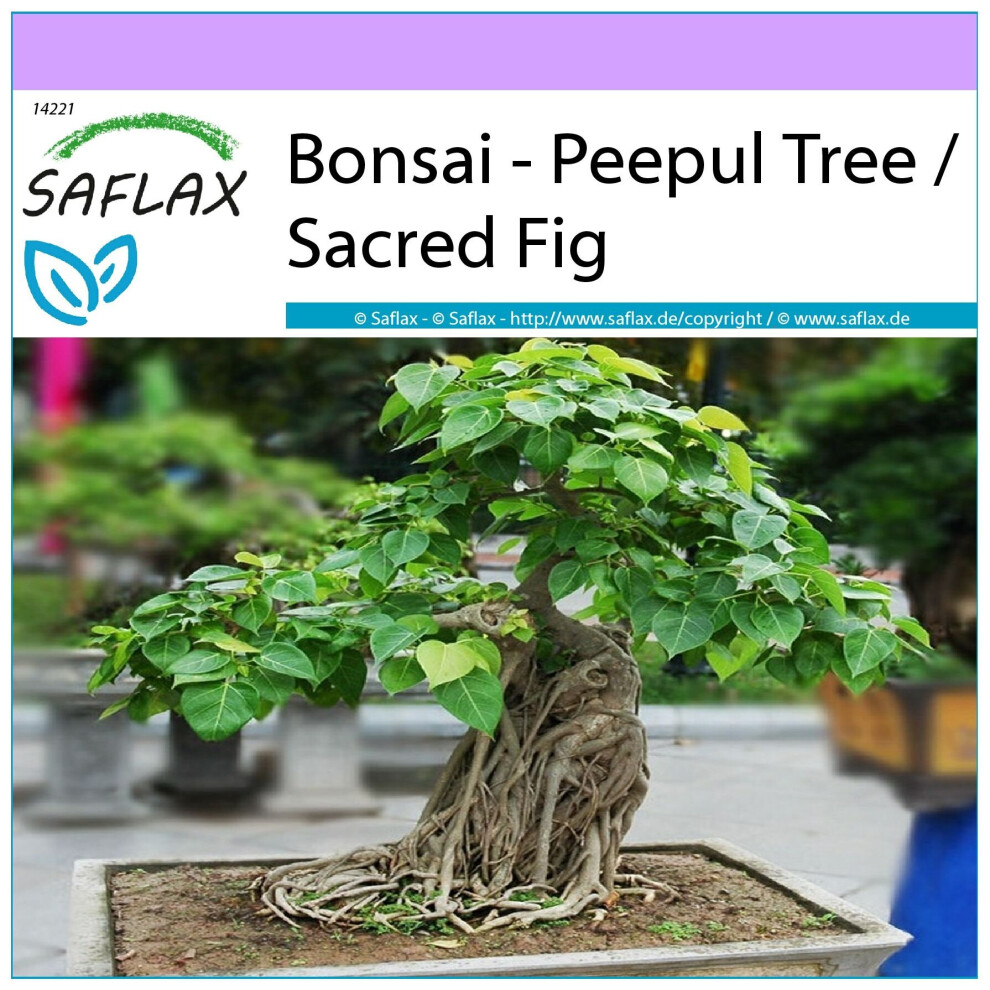 SAFLAX - Bonsai - Peepul Tree / Sacred Fig - 100 seeds  - Ficus religiosa