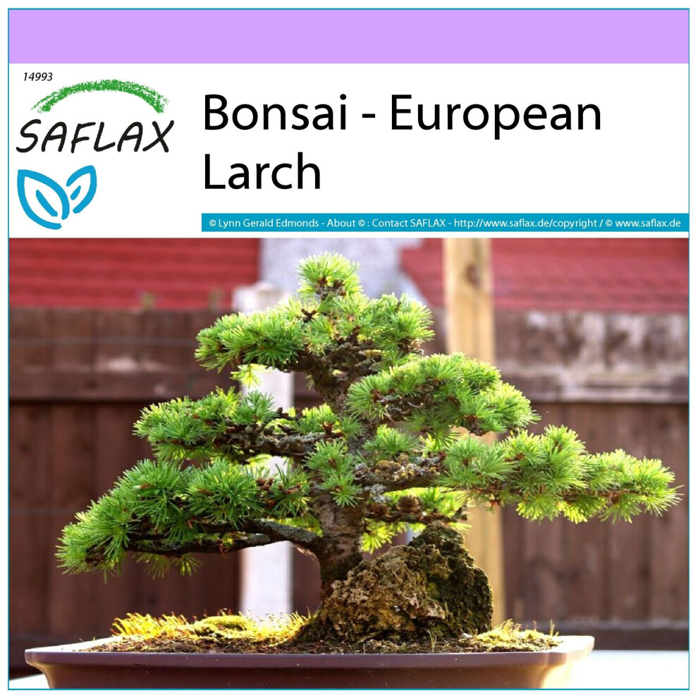 SAFLAX - Bonsai - European Larch - 75 seeds  - Larix decidua