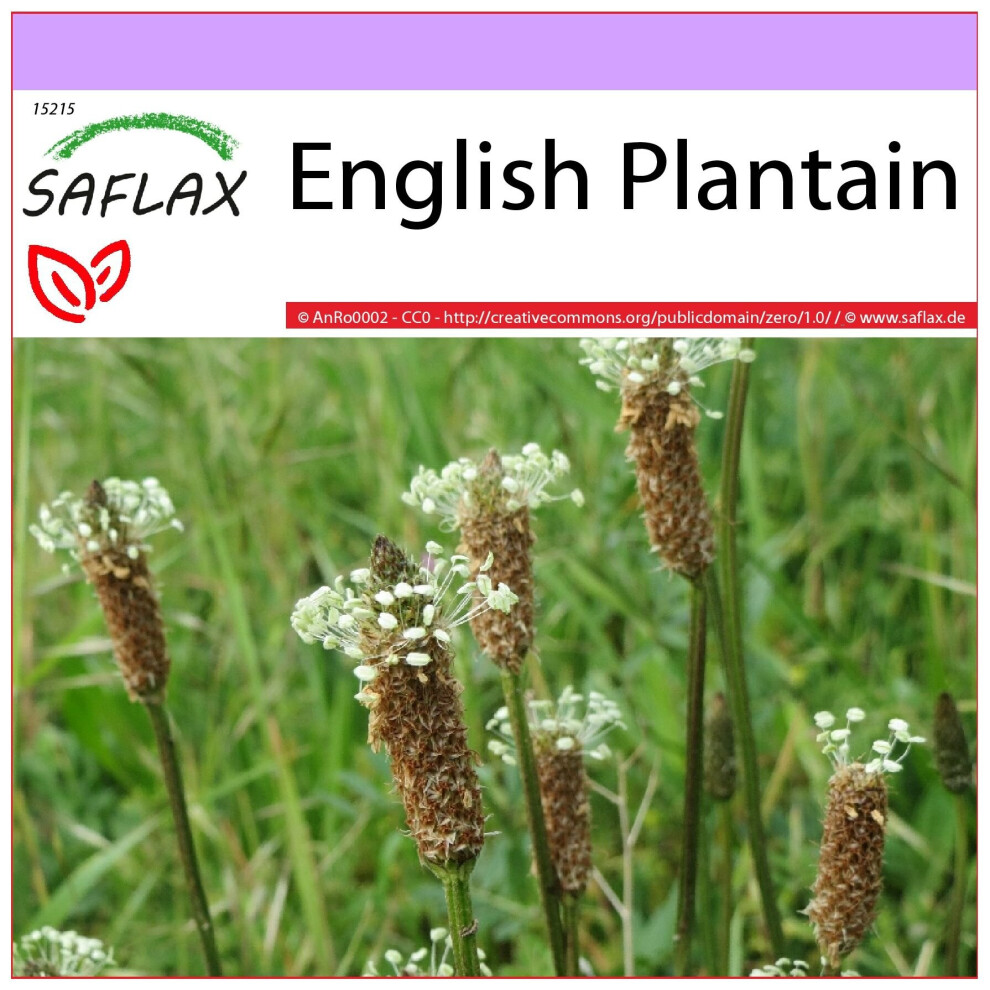 SAFLAX - English Plantain - 100 seeds  - Plantago lanceolata