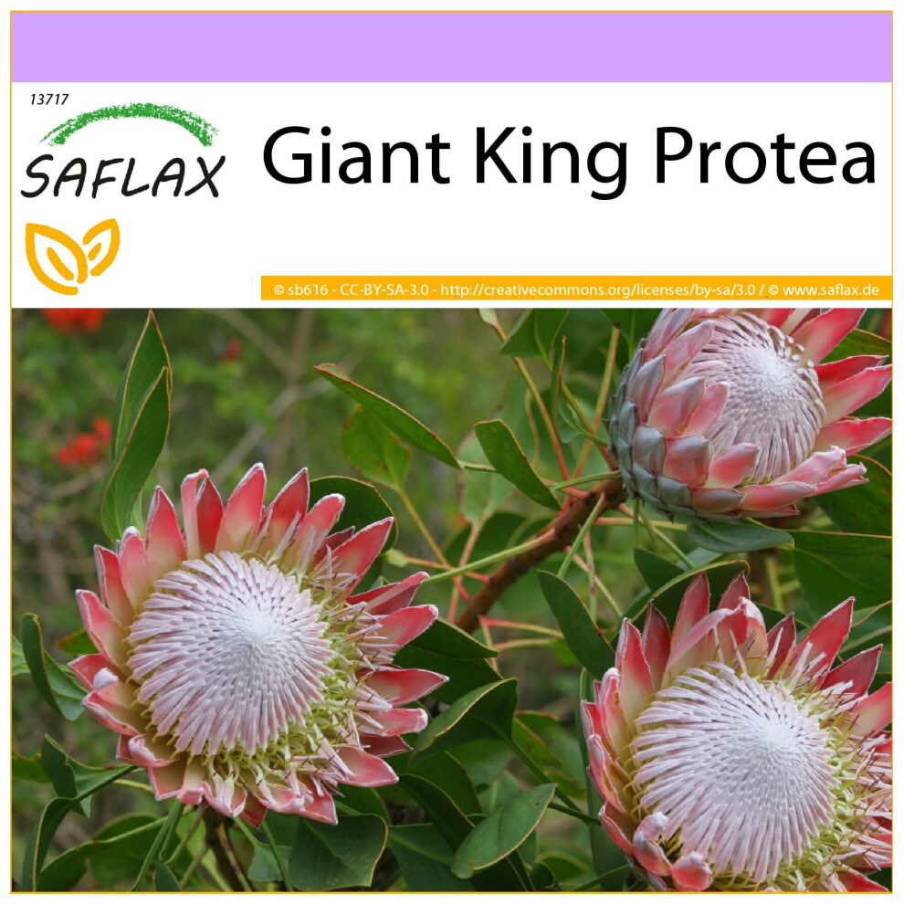 SAFLAX - Giant King Protea - 5 Seeds - Protea Cynaroides