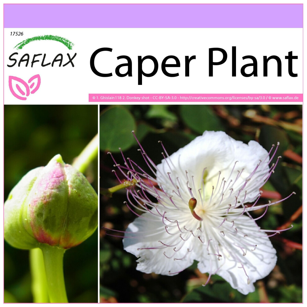 SAFLAX - Caper Plant - 25 seeds  - Capparis spinosa