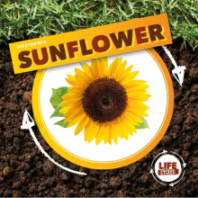 Life Cycle of a Sunflower - KIRSTY HOLMES - book