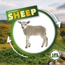 Life Cycle of a Sheep - KIRSTY HOLMES - book