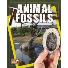 Animal Fossils