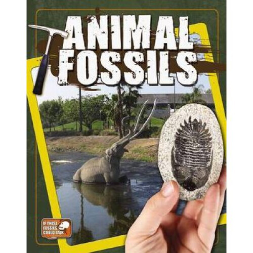 Animal Fossils