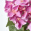 Homescapes (Pink) Artificial Hydrangea Flower in Cream Pot, 38 cm Tall 5