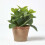 Homescapes Homescapes Artificial Mint Plant in Decorative Pot 4