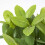 Homescapes Homescapes Artificial Mint Plant in Decorative Pot 5