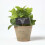 Homescapes Homescapes Artificial Mint Plant in Decorative Pot 1