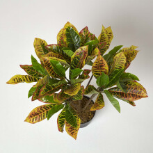 (Green) Rushfoil' Artificial Croton Plant with Pot, 65 cm