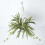 Homescapes Homescapes Artificial Hanging Basket Spider Plant, 95 cm 2