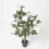 Homescapes (Cream) Artificial Peony Tree in Black Pot, 100 cm Tall 3