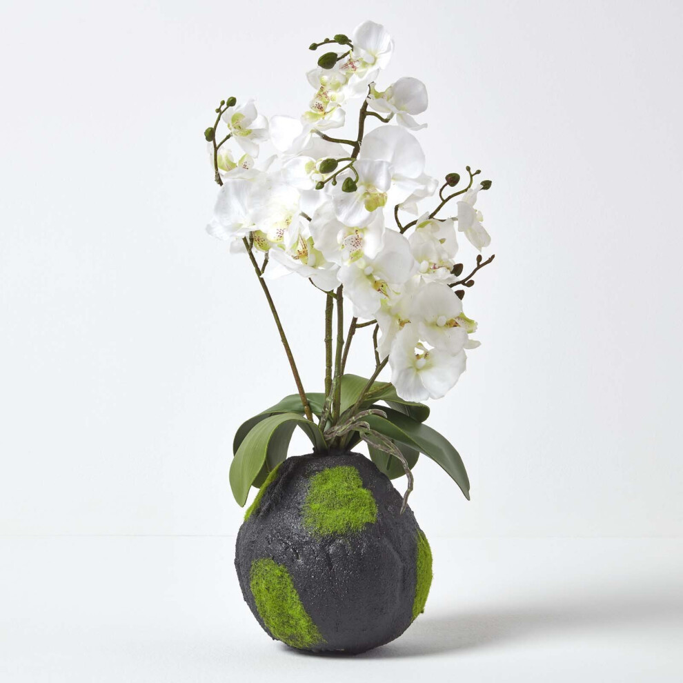 Homescapes Phalaenopsis Artificial Orchid With Natural Base, 60 Cm Tall White