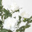 Homescapes (Cream) Artificial Peony Tree in Black Pot, 100 cm Tall 5