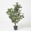 Homescapes (Cream) Artificial Peony Tree in Black Pot, 100 cm Tall 6