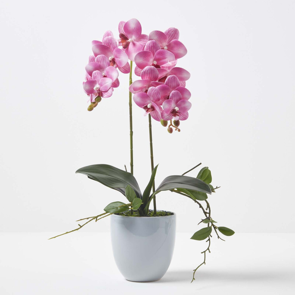 Pink Orchid 54 Cm Phalaenopsis In Ceramic Pot