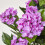 Homescapes Homescapes Lilac Hydrangea Artificial Plant with Pot, 85 cm 4