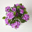 Homescapes Homescapes Lilac Hydrangea Artificial Plant with Pot, 85 cm 2
