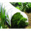 Kingfisher Transparent PE Grow Tunnel 2