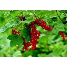 Red Currant Standard Fruit Tree (Ribes nigrum) - 100-120cm tall in 5L Pot, Self-Pollinating, Grafted, Hardy & High-Yielding