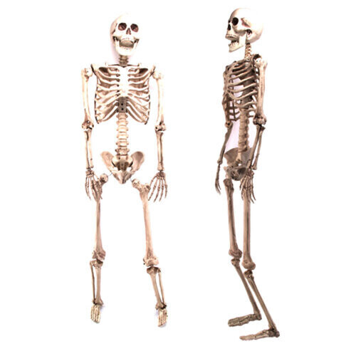 160CM Poseerbaar levensgroot Halloween feestskelet
