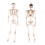 160CM Poseerbaar levensgroot Halloween feestskelet 5